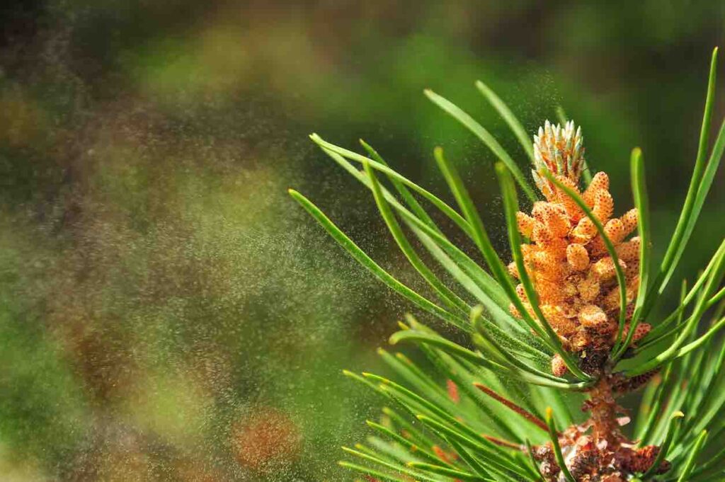 Why take Pine Pollen? Advanced Body Foods
