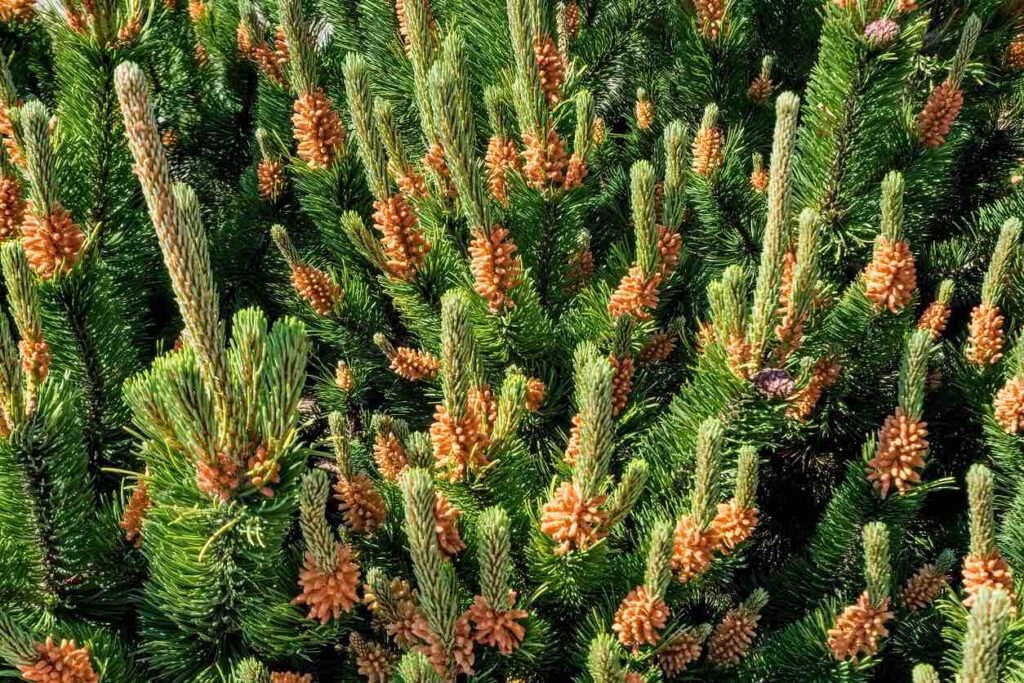 Advanced Body Foods Pine Pollen Superfood Supplement Blends - Vitamin D Superfoods