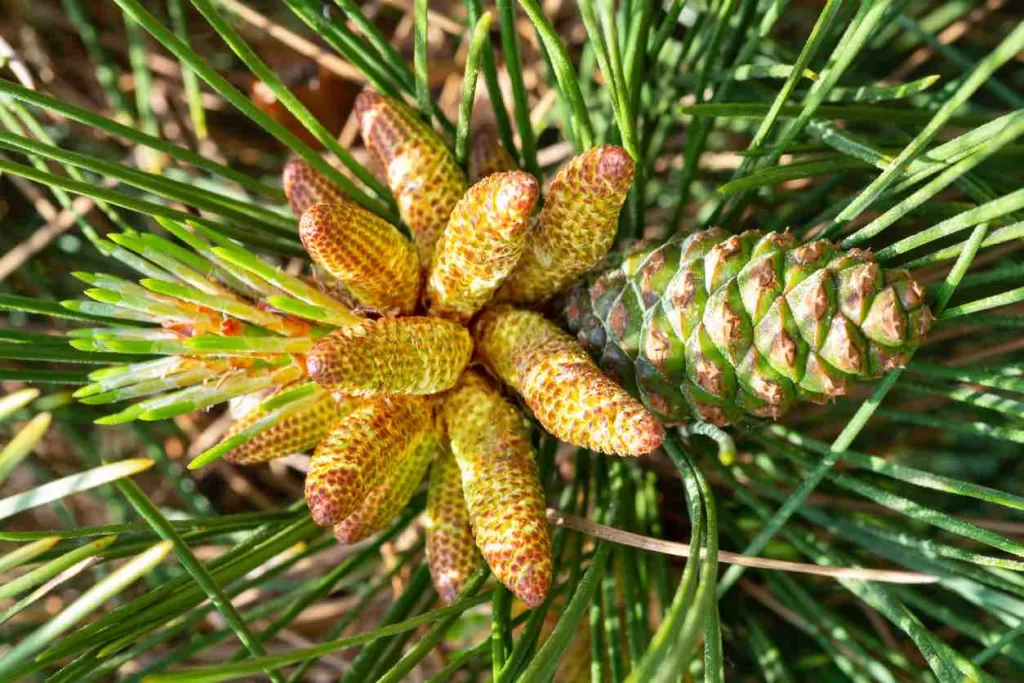 Pine Pollen and Muscle Strength - Advanced Body Foods