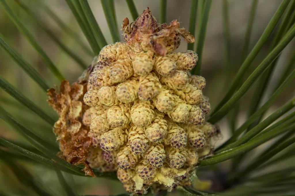 Why take Pine Pollen? Advanced Body Foods