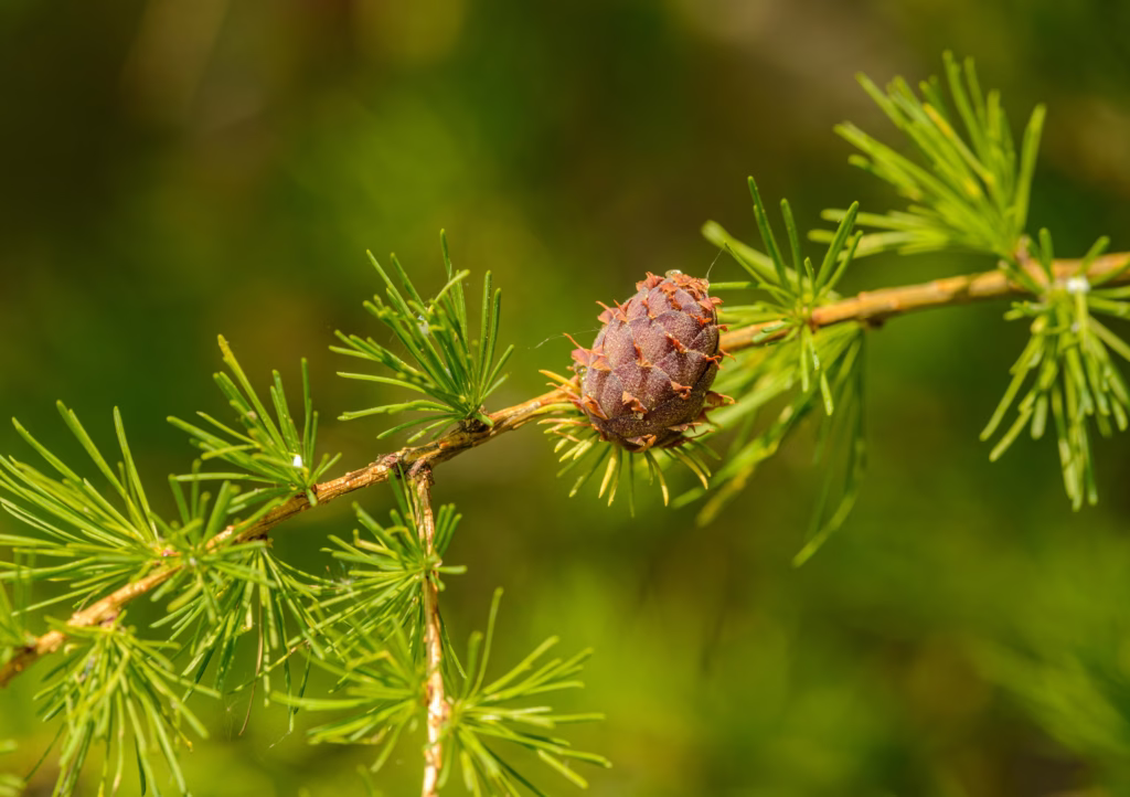 Does Pine Pollen Boost Testosterone