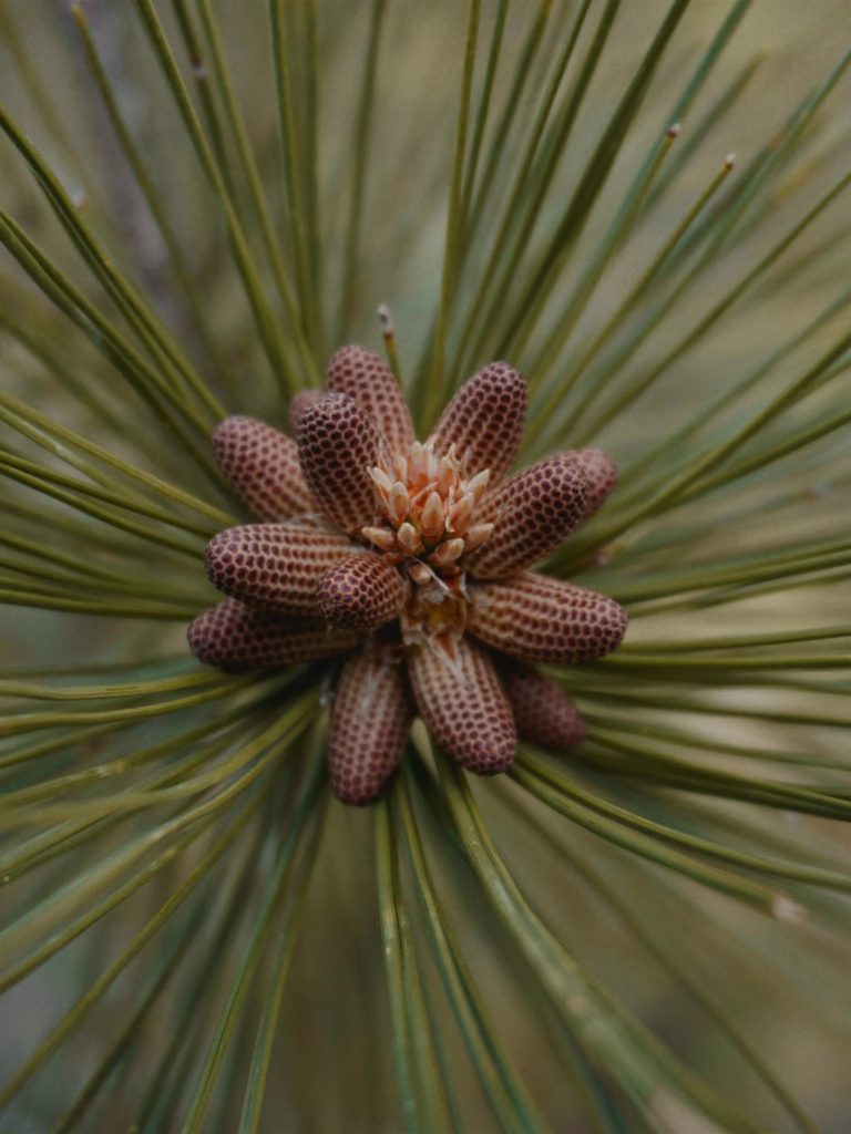 Top Pine Pollen Benefits for Women
