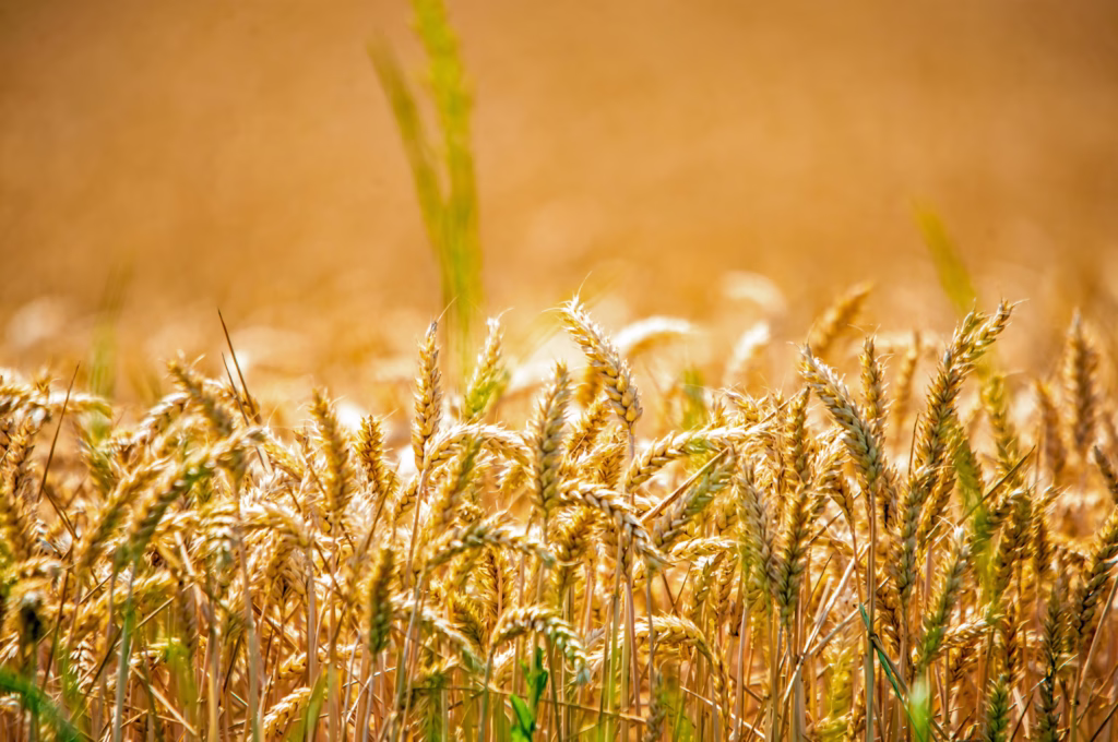 Gluten Free Diet for Beginners